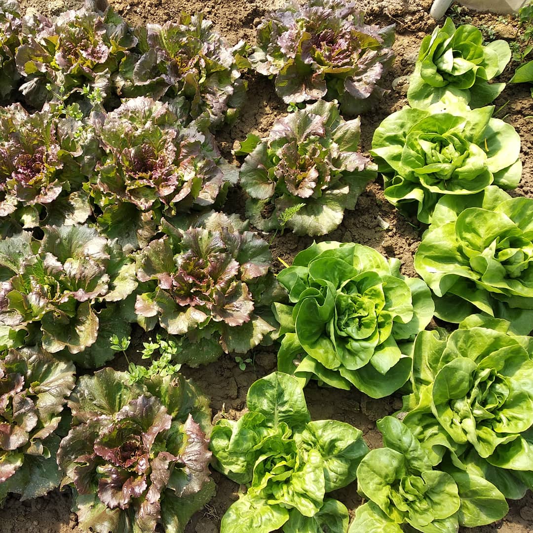 associazione-biogruppo-venaria-reale-orti