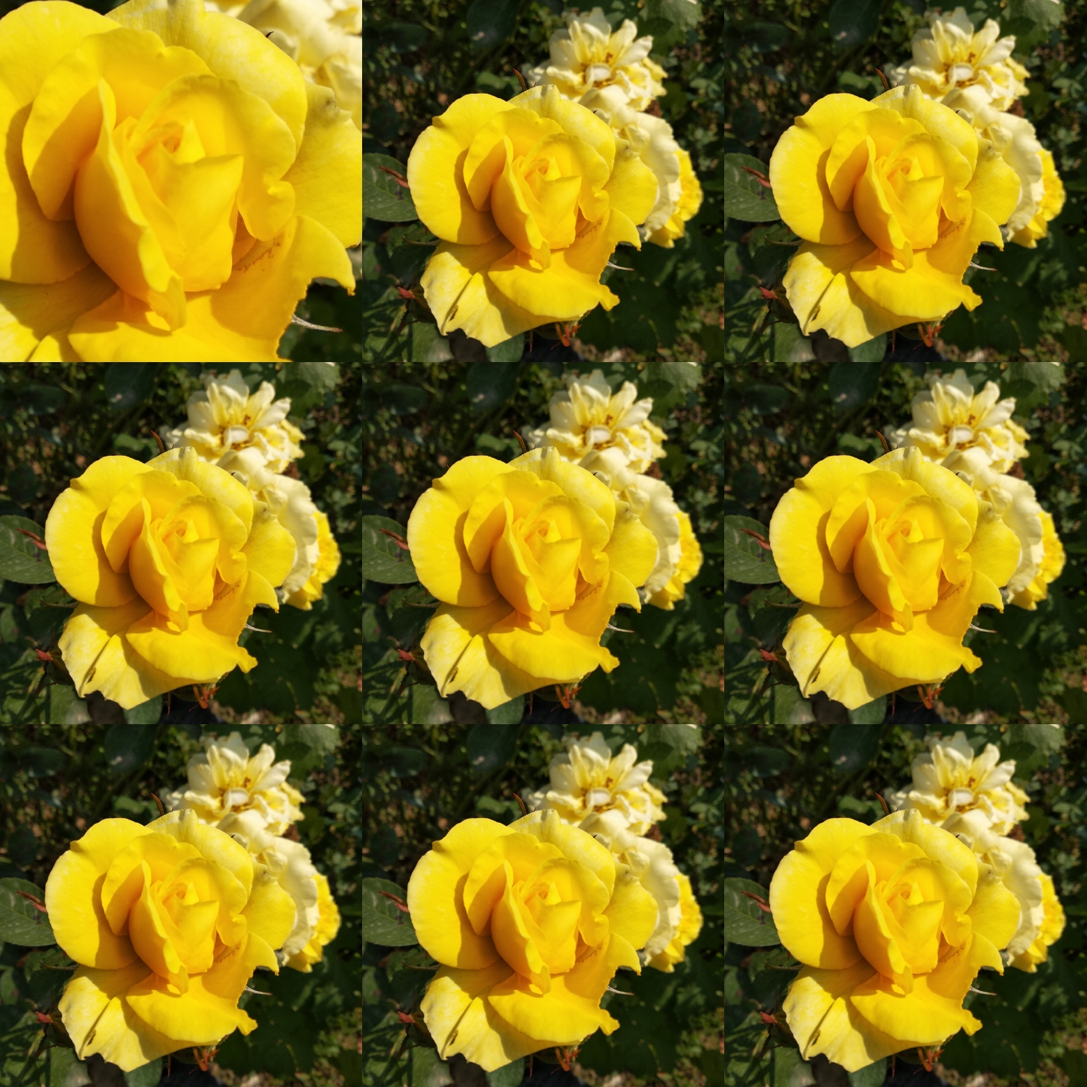 cote rose