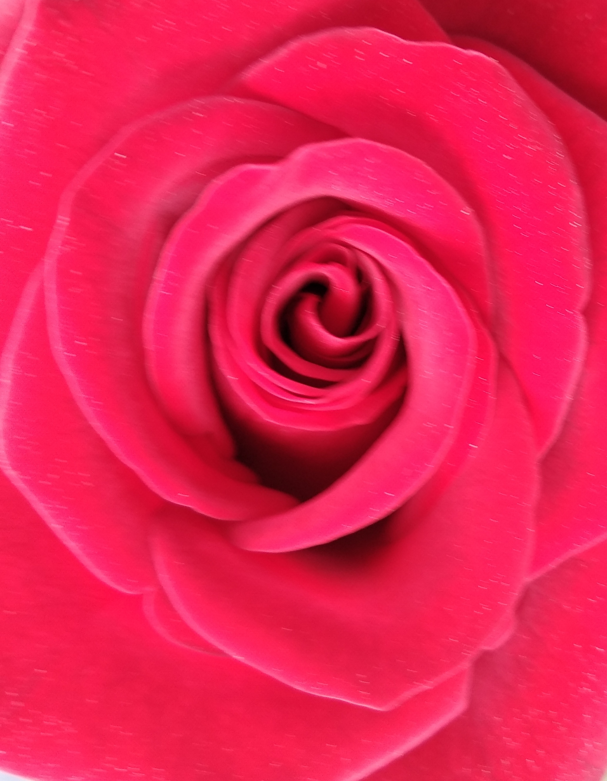 rose k
