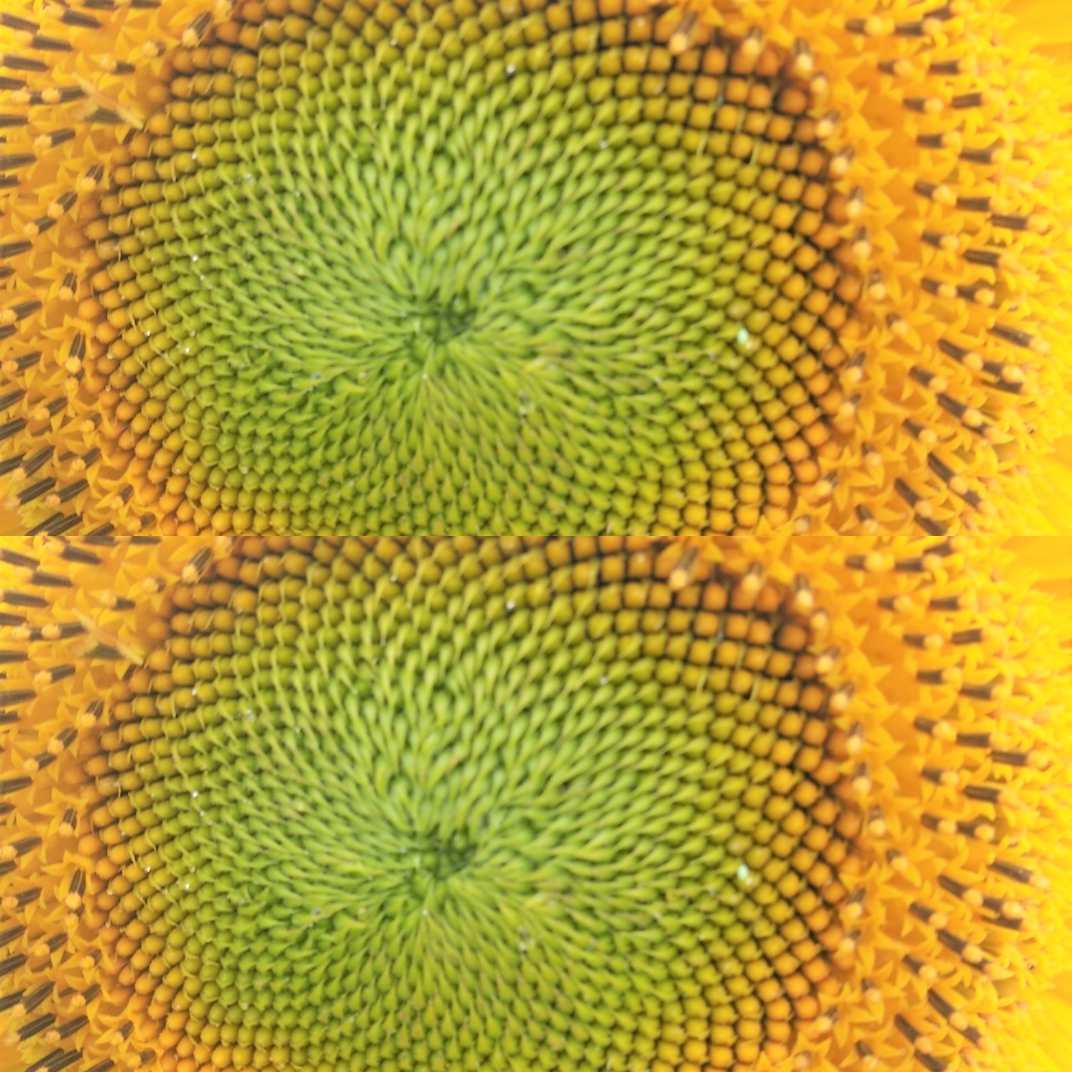 girasole k