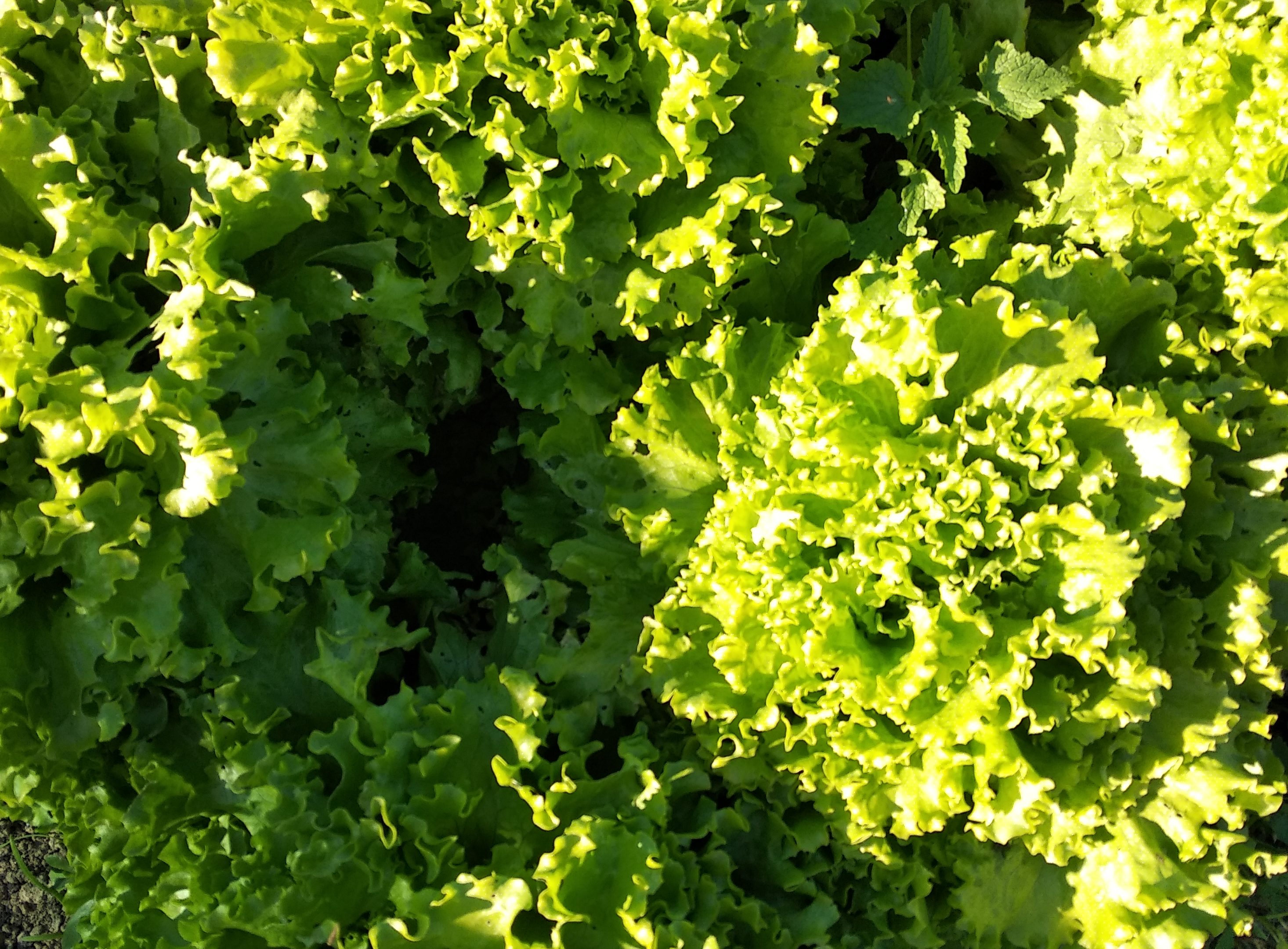 cropped-insalata-kk.jpg