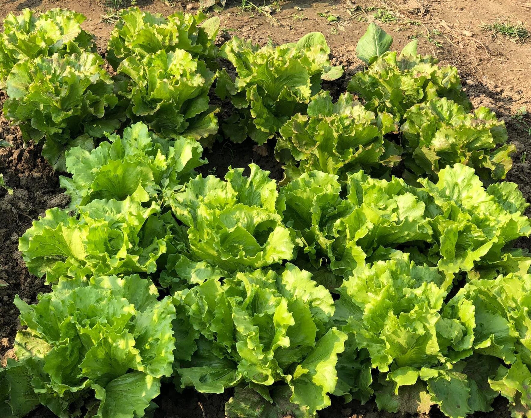 cropped-IMG-0114-1-salad.jpg